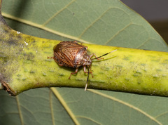 Antiteuchus sepulcralis