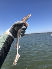 Mustelus henlei