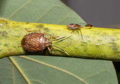 Antiteuchus sepulcralis