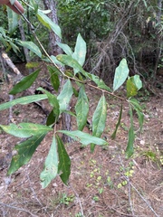Quercus laurifolia