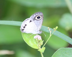 Ypthima ceylonica
