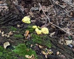 Laetiporus sulphureus