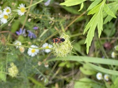 Lygaeus kalmii angustomarginatus