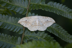 Drepana pallida