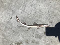 Mustelus henlei