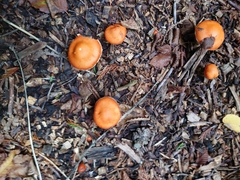 Leratiomyces