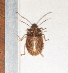 Antiteuchus sepulcralis