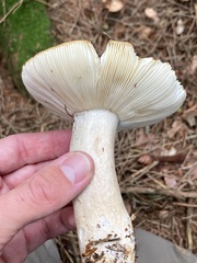 Russula fellea