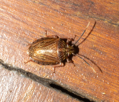 Antiteuchus sepulcralis