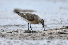 Calidris ferruginea