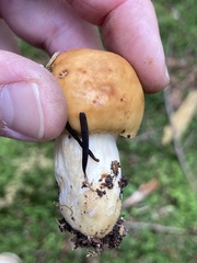 Russula decolorans