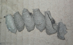 Sceliphron curvatum
