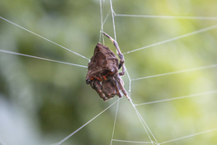 Parawixia