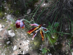 Calochortus marcellae