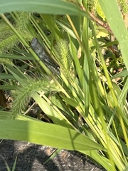 Melanoplus differentialis