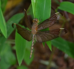 Neurothemis fulvia