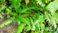 Adiantum pulverulentum