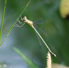 Lestes elatus