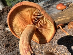 Gymnopilus