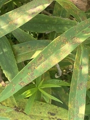 Coleosporium