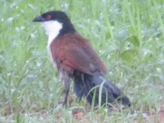 Centropus senegalensis