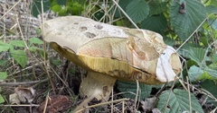 Caloboletus radicans
