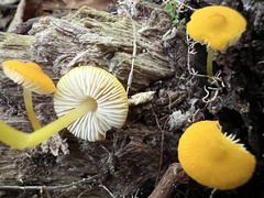 Pluteus chrysophlebius