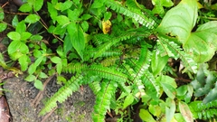 Adiantum pulverulentum