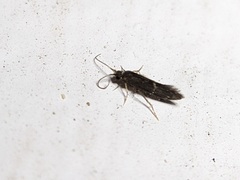 Glossosomatidae