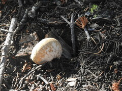 Handkea fumosa