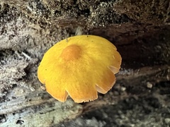 Pluteus chrysophlebius