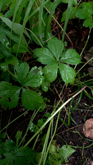 Sanicula marilandica