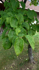 Syringa reticulata