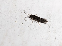 Glossosomatidae