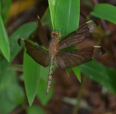 Neurothemis fulvia