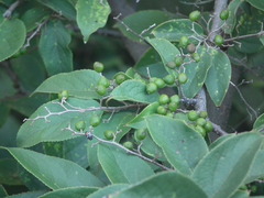 Symplocos paniculata