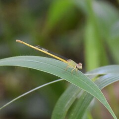 Ceriagrion coromandelianum
