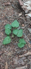 Viola selkirkii