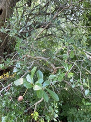 Crataegus crus-galli
