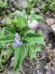 Salvia hirsuta