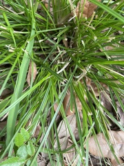 Carex planostachys