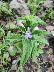 Salvia hirsuta