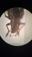 Charagmus gressorius