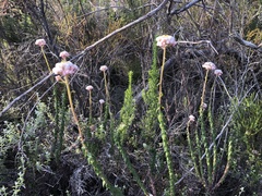 Gnaphalieae