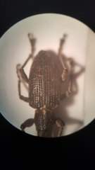 Charagmus gressorius