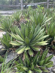Agave univittata