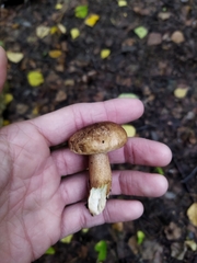 Tricholoma fulvum