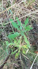 Charagmus gressorius