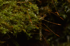 Tetraphis geniculata