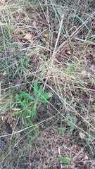 Charagmus gressorius